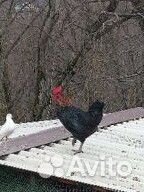 Молодые петухи