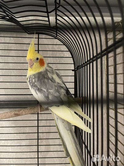 Ручные Попугаи корелла самки и самцы с клеткой