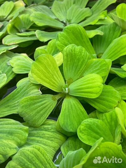 Аквариумные растения