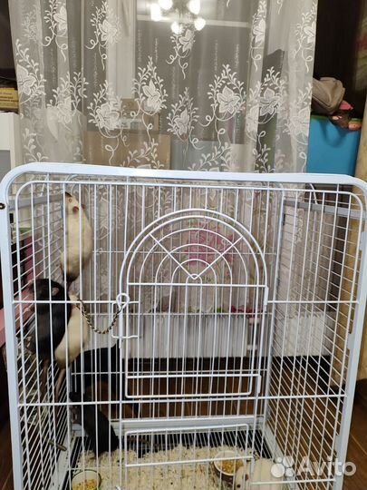 Крысы Дамбо