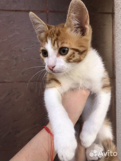 Европейская