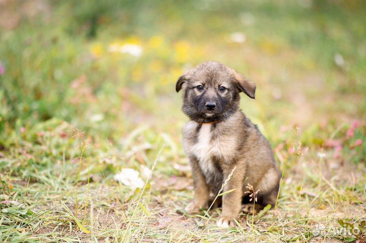 Щенки Мася и Бася ищут дом