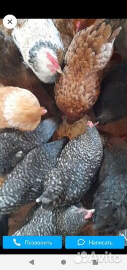 Куры несушки