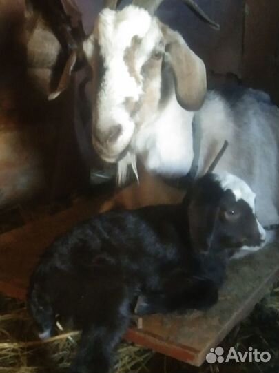 Козлята, козлик и козочки