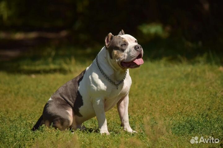 Американский булли вязка