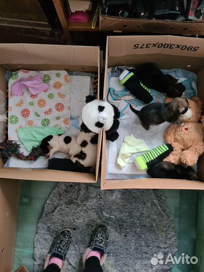 Девочка в добрые руки