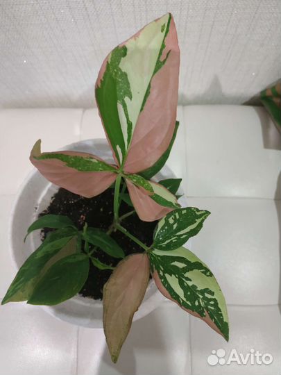 Сингониумы