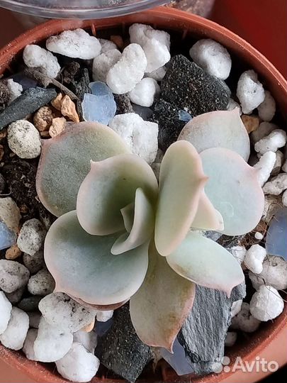 Суккуленты, эхеверии