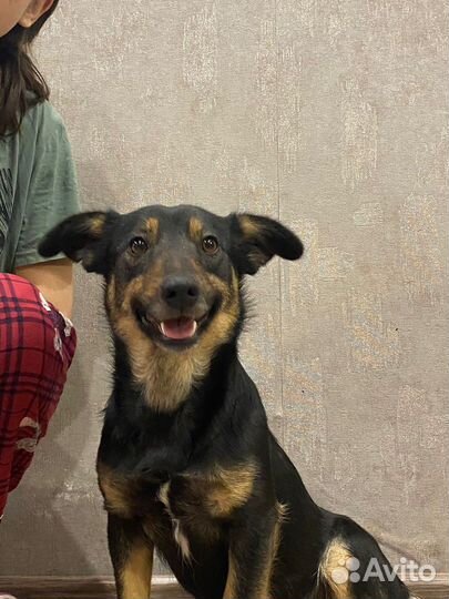 Маленькая собака