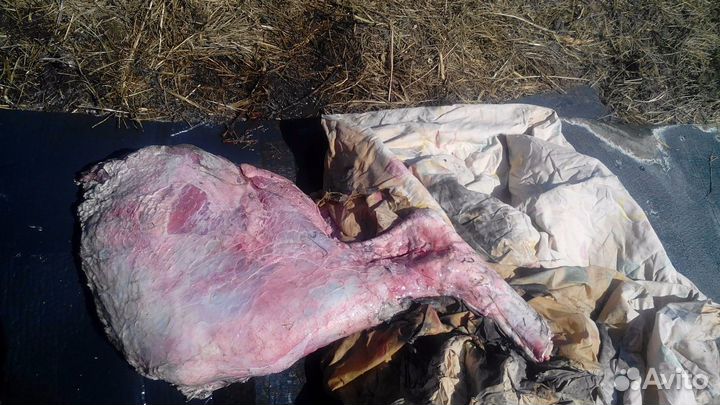 Мясо на корм собакам