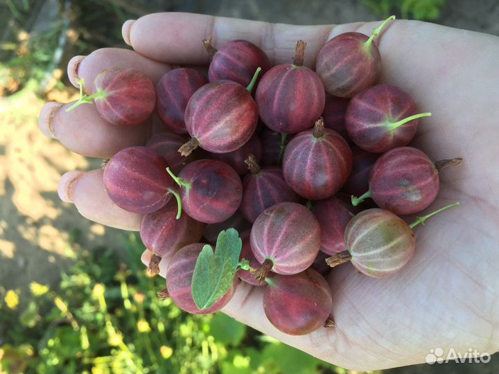 Саженцы. Черная смородина, крыжовник, малина