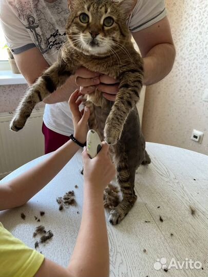 Стрижка кошек и котов, грумер с выездом на дом
