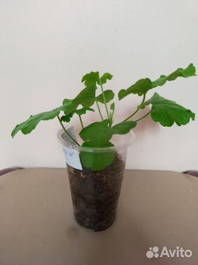 Пеларгония герань Honeywood Suzanne