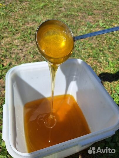 Мëд донниковый 2024