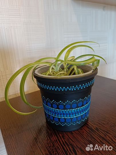 Комнатные цветы