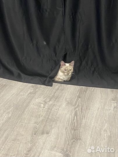 Кошка сиамка в добрые руки