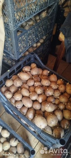 Картофель на посадку