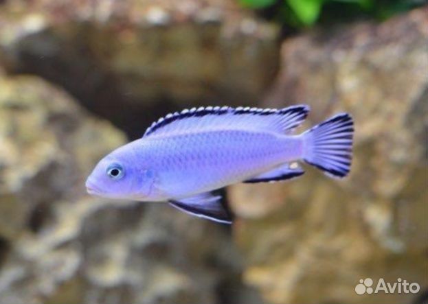Цихлиды Псевдотрофеус Пиндани