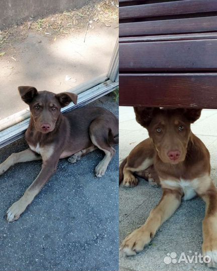 Шоколадный щенок девочка