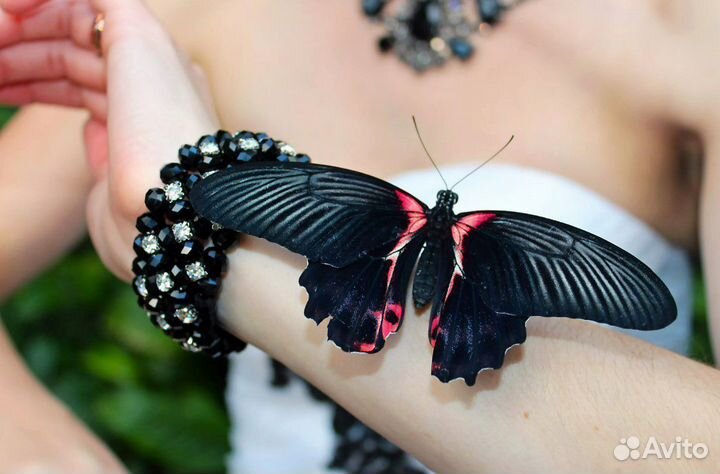 Домашняя Ферма для разведения бабочек д/ф-5