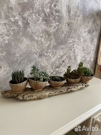 Композиция с живыми растениями