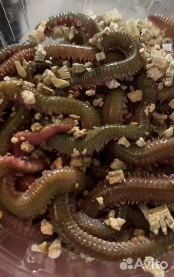 Дальневосточный морской червь + опт(китайский )