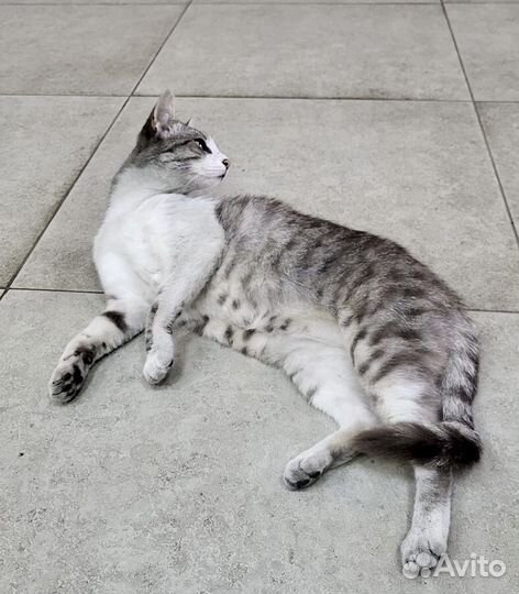 Ласковая кошечка ищет дом