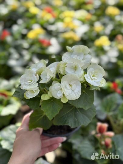 Бегония элатиор