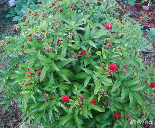 Малина Соблазнительная