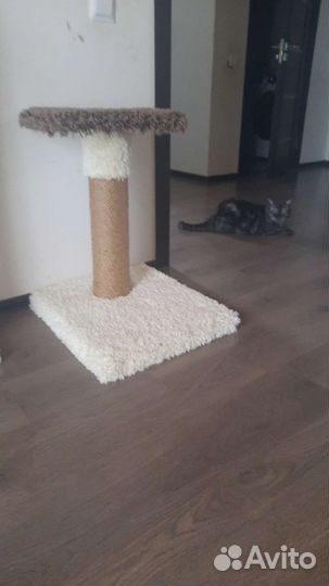 Когтеточка