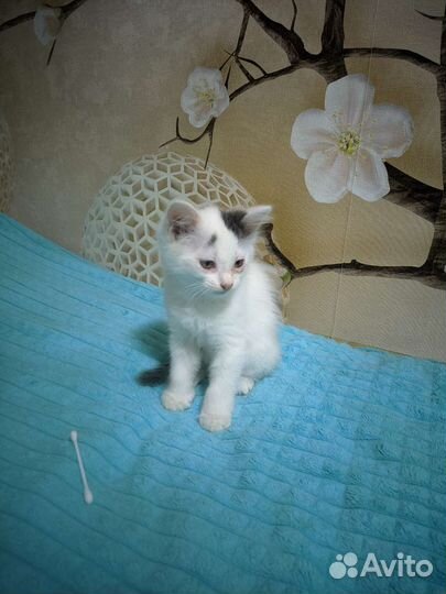 Отдам котят в хорошие руки