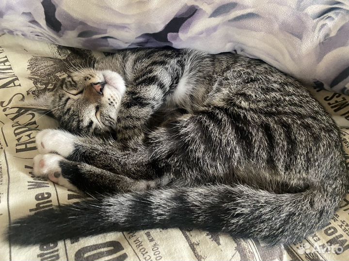 Отдам котенка в добрые руки