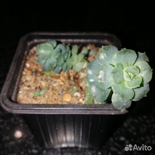 Эхеверия изящная