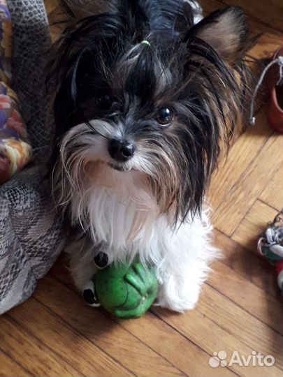 Вязка Бивера