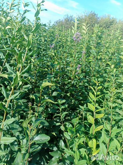 Сирень китайская.бирючина для живой изгороди