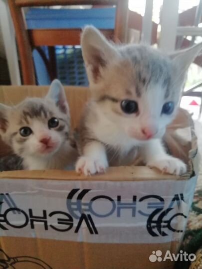 Котята в добрые руки бесплатно