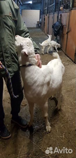 Зааненский козел