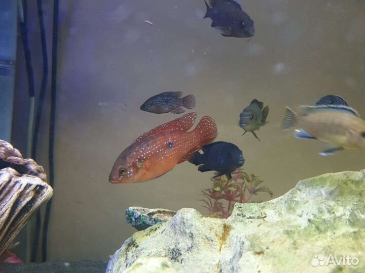 Аквариумные рыбки