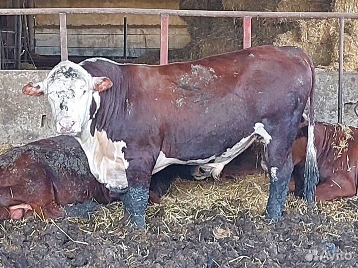 Бычки и быки на мясо