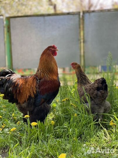 Яйцо инкубационное Куропатчатой Брамы