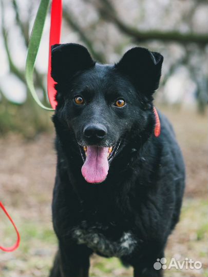 Собаки из приюта