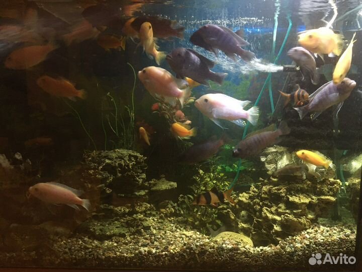 Аквариум с рыбами