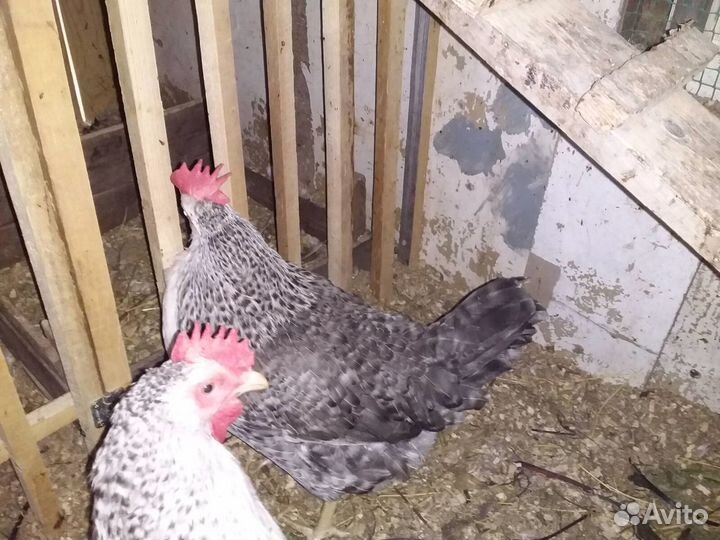 Куры, серебристый леггорн, кучинской юбилейной
