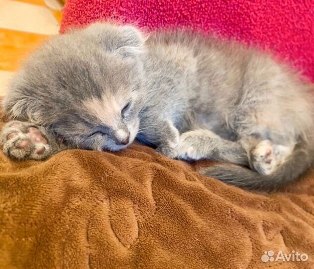 Котята в добрые руки бесплатно девочка