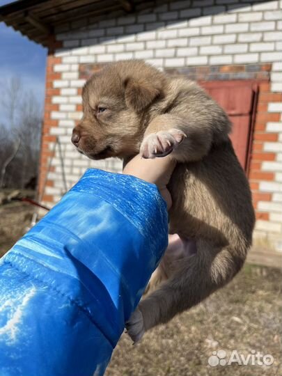 Щенки немецкой овчарки
