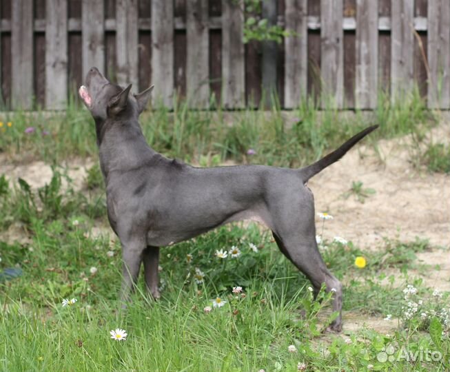 Тайский риджбек в добрые руки
