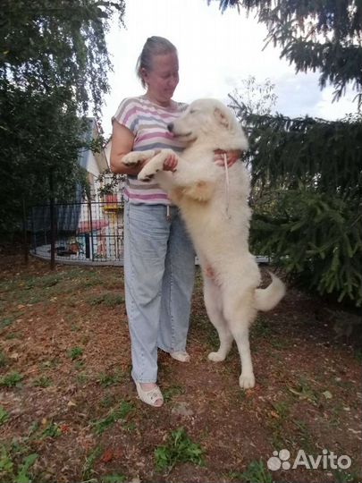 Мареммо абруцкая овчарка