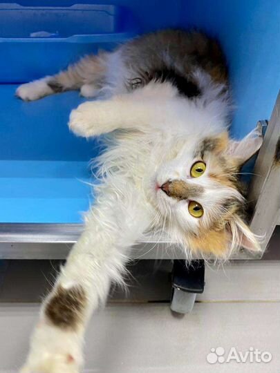 Миниатюрная красота кошечка Мила ищет дом