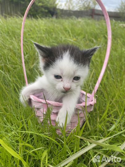 Котята ищут дом