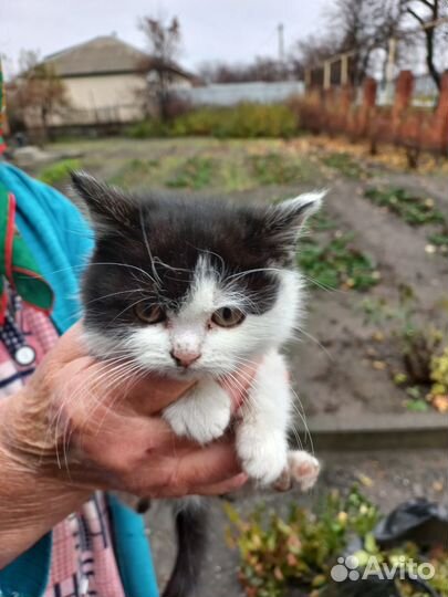 Кошки в добрые руки бесплатно